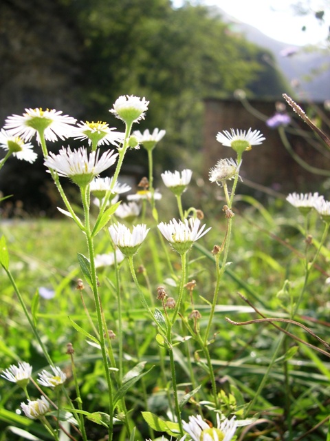 Erigeron annuus: chi l''ha vista?